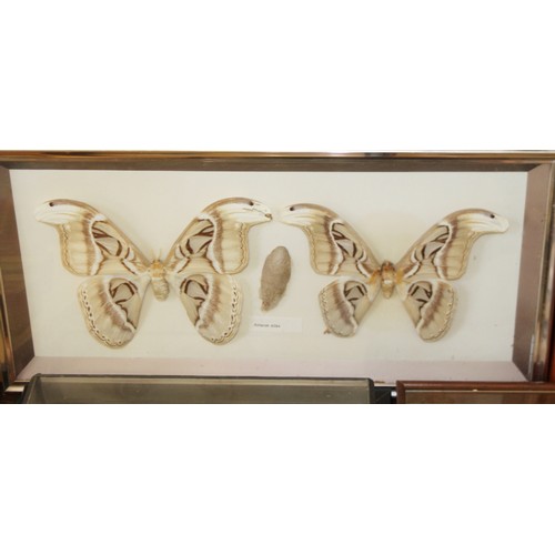 63 - A pair of Atticus atlas moths, two other specimens and a similar moth, in cases