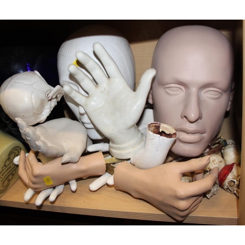 234 - A phrenology head, two glass heads, two mannequin heads and a quantity of model hands