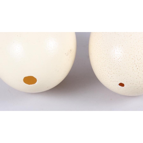 237 - Two ostrich eggs