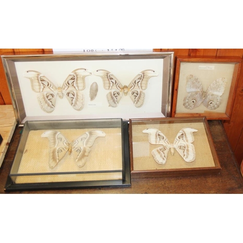 63 - A pair of Atticus atlas moths, two other specimens and a similar moth, in cases