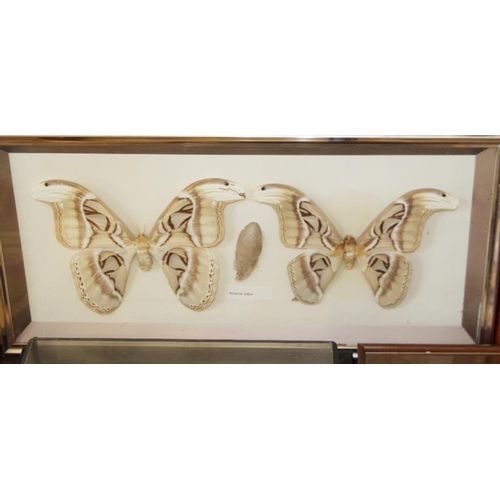 63 - A pair of Atticus atlas moths, two other specimens and a similar moth, in cases