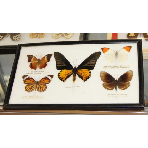 64 - Five specimen cases of tropical and other butterflies