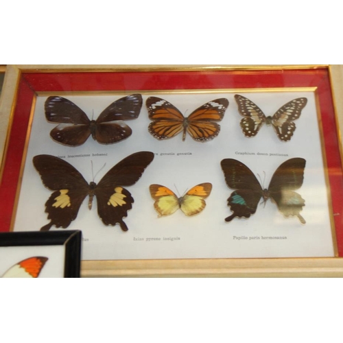 64 - Five specimen cases of tropical and other butterflies