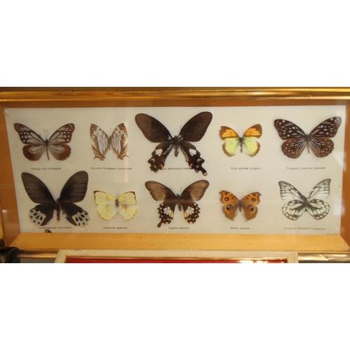 64 - Five specimen cases of tropical and other butterflies