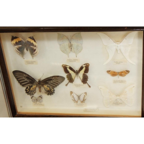 64 - Five specimen cases of tropical and other butterflies