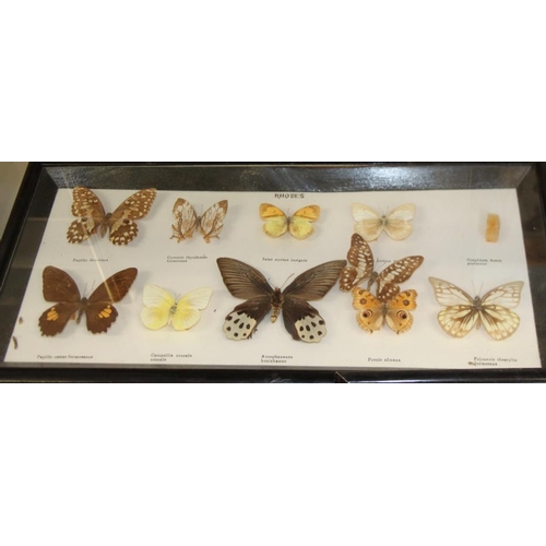 64 - Five specimen cases of tropical and other butterflies