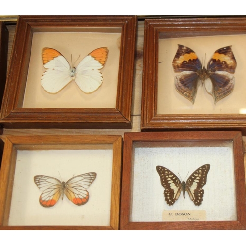 65 - A lime butterfly and nine other butterflies, in individual cases