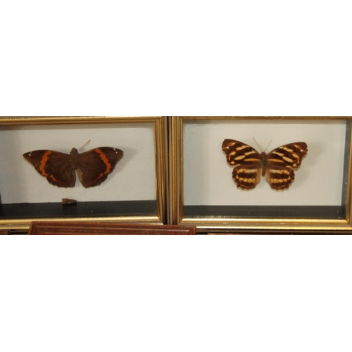 65 - A lime butterfly and nine other butterflies, in individual cases