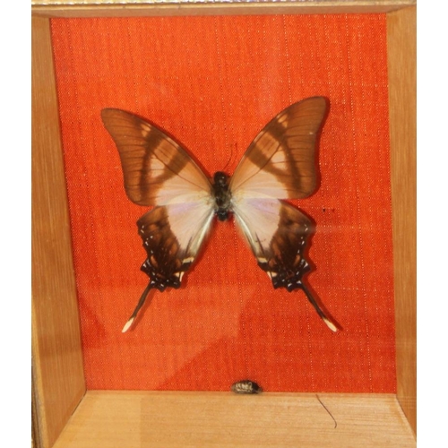 65 - A lime butterfly and nine other butterflies, in individual cases