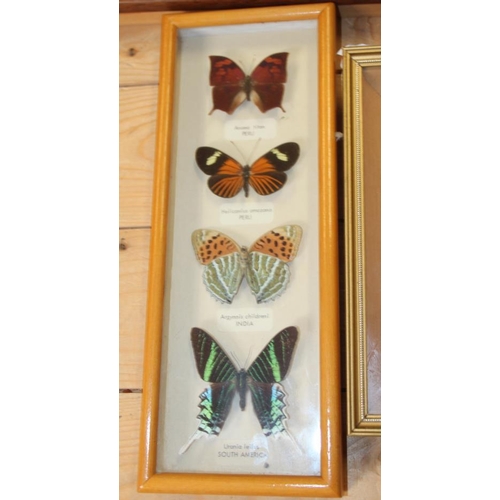 66 - Nine Specimen cases including Four-bar Swordtail, Morpho, Rajah Brooke's Birdwing and various tropic... 