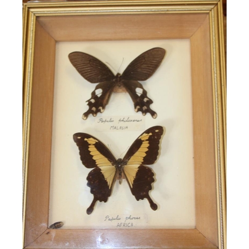 66 - Nine Specimen cases including Four-bar Swordtail, Morpho, Rajah Brooke's Birdwing and various tropic... 