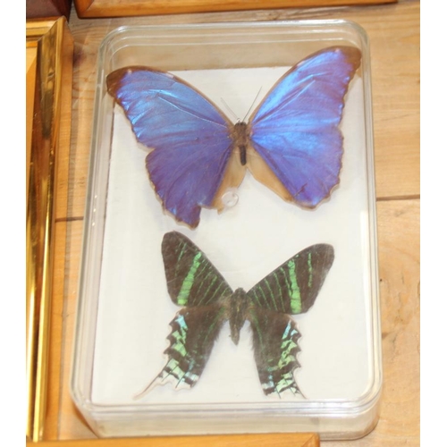 66 - Nine Specimen cases including Four-bar Swordtail, Morpho, Rajah Brooke's Birdwing and various tropic... 