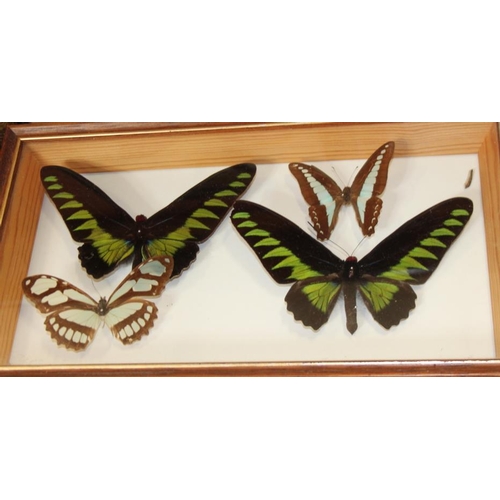 66 - Nine Specimen cases including Four-bar Swordtail, Morpho, Rajah Brooke's Birdwing and various tropic... 