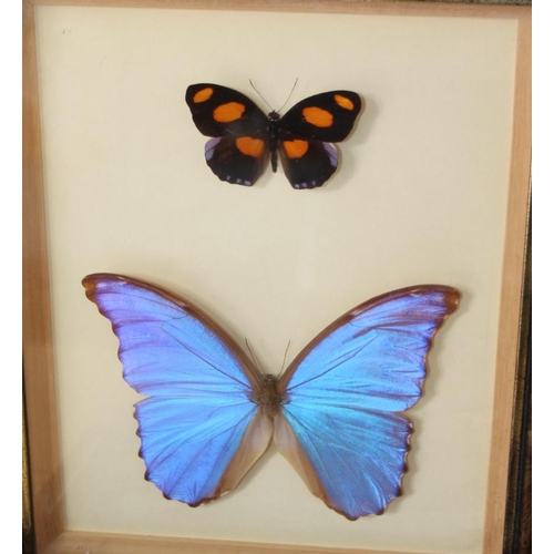 66 - Nine Specimen cases including Four-bar Swordtail, Morpho, Rajah Brooke's Birdwing and various tropic... 