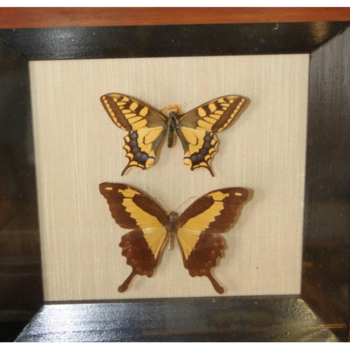 66 - Nine Specimen cases including Four-bar Swordtail, Morpho, Rajah Brooke's Birdwing and various tropic... 