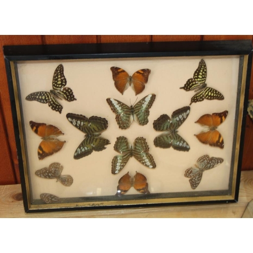 67 - A terrarium of three butterflies on seashells, a similar framed display and four specimen cases of t... 