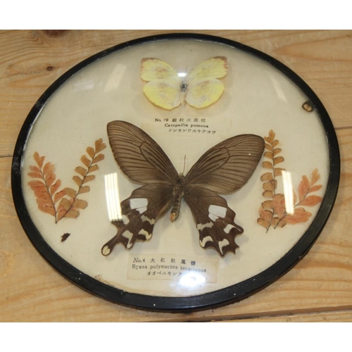 67 - A terrarium of three butterflies on seashells, a similar framed display and four specimen cases of t... 