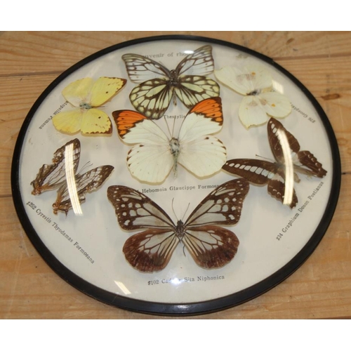 67 - A terrarium of three butterflies on seashells, a similar framed display and four specimen cases of t... 