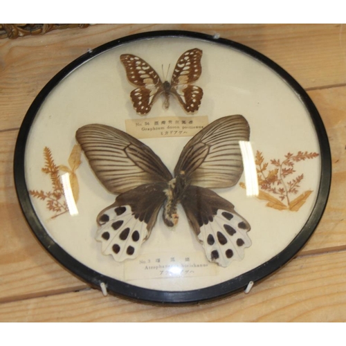 67 - A terrarium of three butterflies on seashells, a similar framed display and four specimen cases of t... 