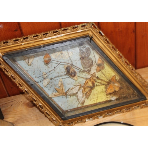 67 - A terrarium of three butterflies on seashells, a similar framed display and four specimen cases of t... 