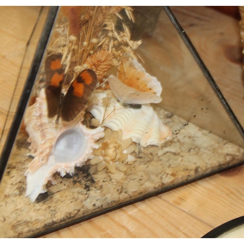 67 - A terrarium of three butterflies on seashells, a similar framed display and four specimen cases of t... 