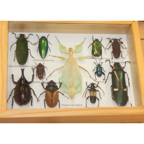 68 - A giant grasshopper, a longhorn beetle, a tarantula, a cicada and two scorpions, individually cased,... 