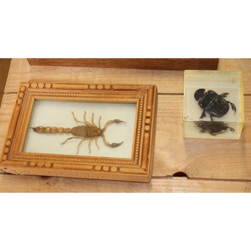 68 - A giant grasshopper, a longhorn beetle, a tarantula, a cicada and two scorpions, individually cased,... 