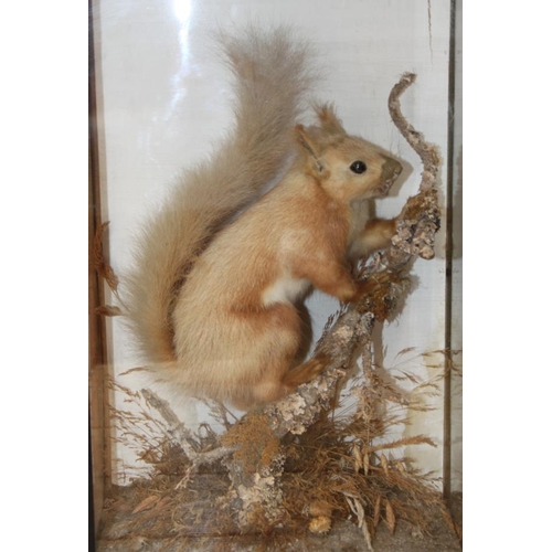 69 - A taxidermy red squirrel, in case, 15