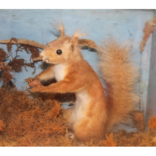 69 - A taxidermy red squirrel, in case, 15