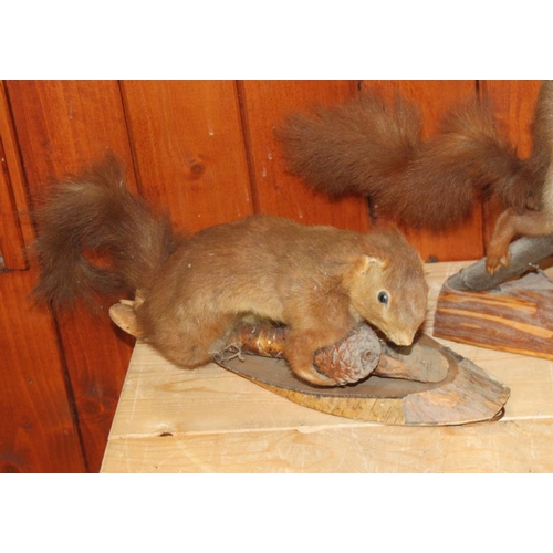 70 - A taxidermy red squirrel holding a pine cone, 12