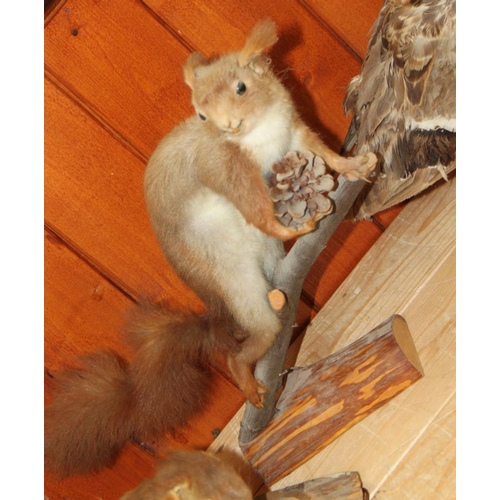 70 - A taxidermy red squirrel holding a pine cone, 12