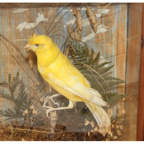 72 - A taxidermy canary, in dome, 9