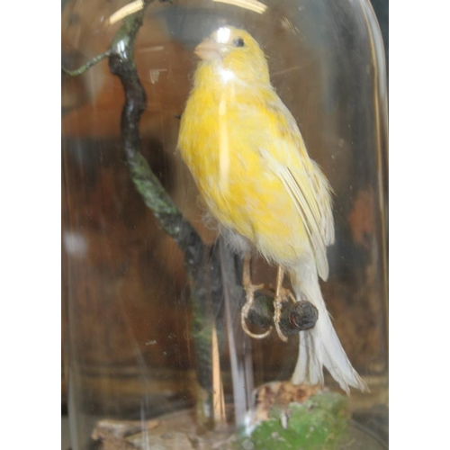 72 - A taxidermy canary, in dome, 9