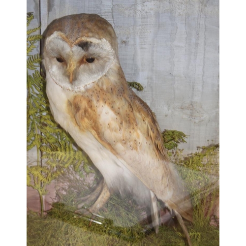 73 - A taxidermy barn owl, in case, 17