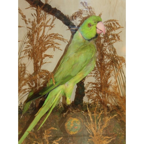 75 - A taxidermy ring-necked parakeet, in case, 15 3/4