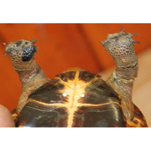 78 - A taxidermy tortoise, now converted to an ashtray, 7