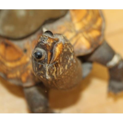 78 - A taxidermy tortoise, now converted to an ashtray, 7