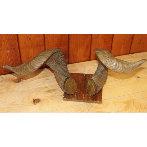 79 - A pair of ram's horns, on wooden mount