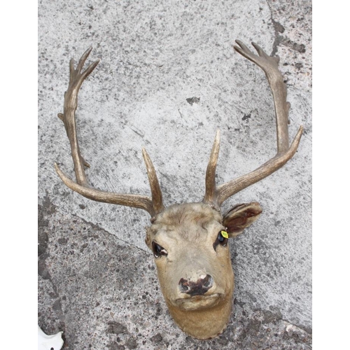 83 - A taxidermy wall mounted fallow deer head with nineteen-point antlers (damages) and a pair of thirte... 