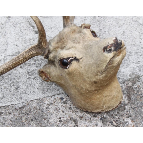 83 - A taxidermy wall mounted fallow deer head with nineteen-point antlers (damages) and a pair of thirte... 