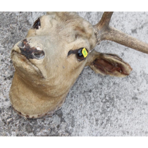 83 - A taxidermy wall mounted fallow deer head with nineteen-point antlers (damages) and a pair of thirte... 