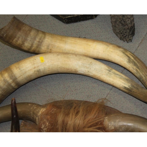 84 - A pair of wall mounted cow horns, a similar smaller pair, a leather mounted pair, an unmounted pair ... 