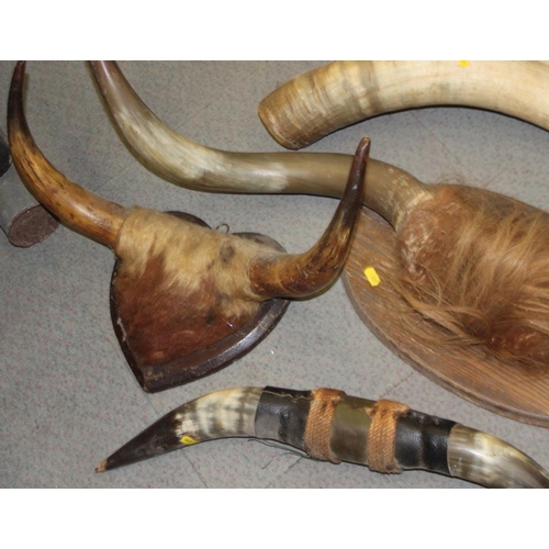 84 - A pair of wall mounted cow horns, a similar smaller pair, a leather mounted pair, an unmounted pair ... 