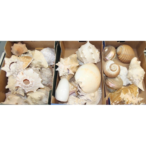 85 - A collection of good sized conch shells, a nautilus shell, three taxidermy sea horses, in wooden mou... 