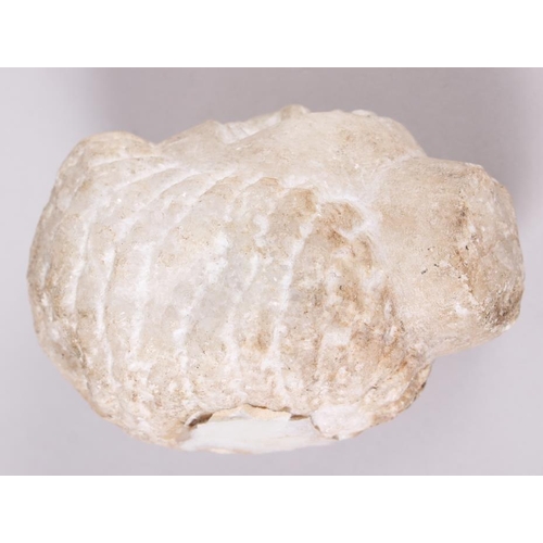 241 - An antique white marble head, 4 1/4