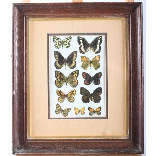 437 - A collection of butterfly prints, various