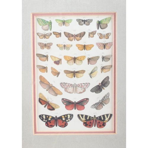 437 - A collection of butterfly prints, various