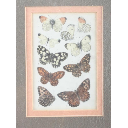 437 - A collection of butterfly prints, various