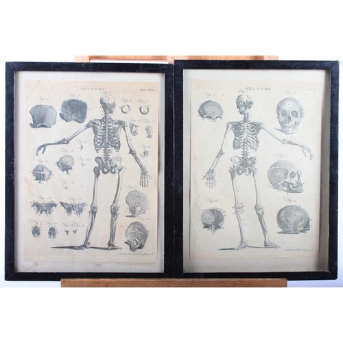 443 - Seven anatomical prints, including the skull and others