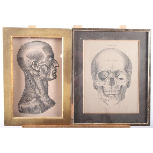 443 - Seven anatomical prints, including the skull and others